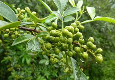 花椒这样吃，才够味！