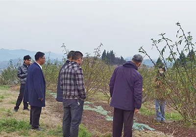 Sichuan Science and Technology Association expert group visited Qianjiufa planting base to guide the work    ​